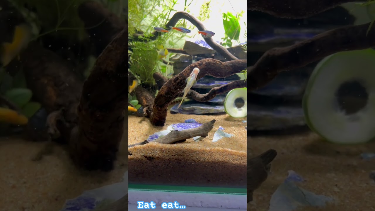 My cleaning crew 
