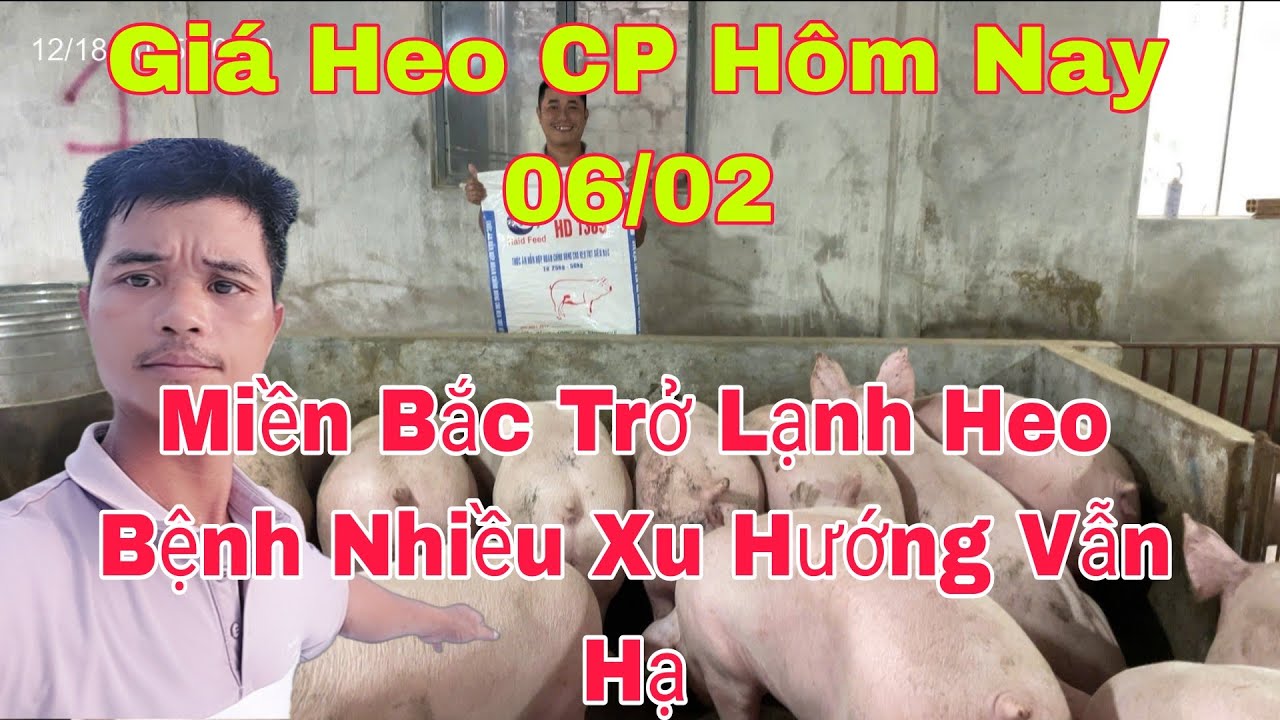 Gi&aacute; Heo H&ocirc;m Nay 06/02 Xu Hướng Hạ Th&ecirc;m Khi Miền Bắc Trở Lạnh Heo Bệnh Nhiều,@nongtraihoakieu 