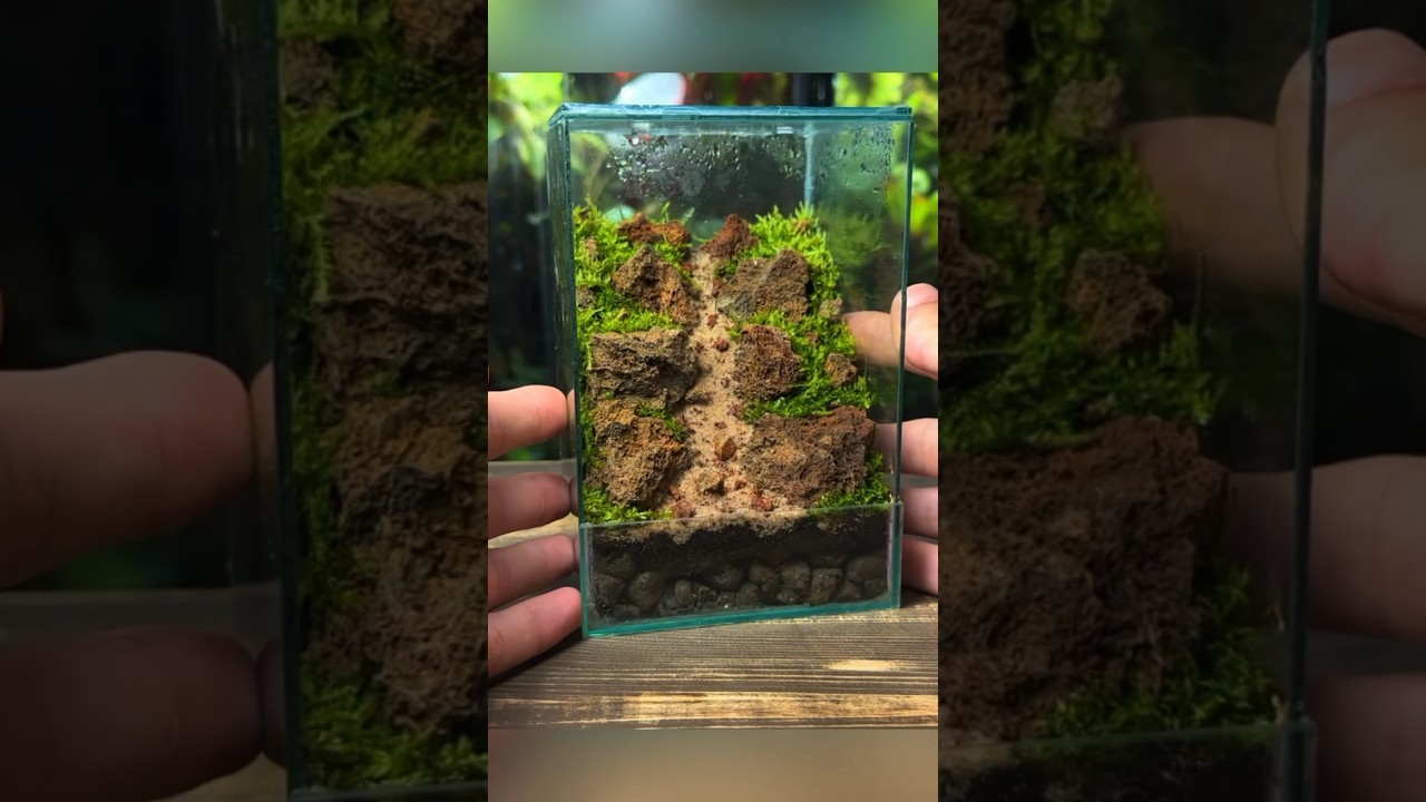 Creating a Moss Mountain Terrarium!⛰️🌱