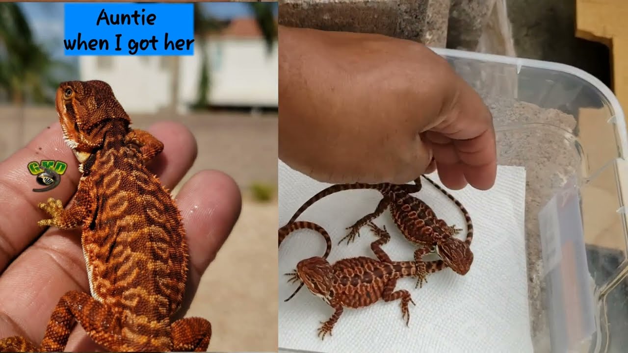 Comparing my Red monster X Thailand Import babies to a Full Red monster Sub-Adult