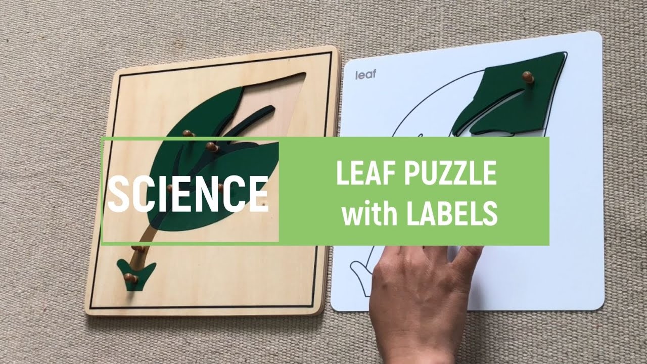 [VMI] Science - Leaf Puzzle -Parts of the Leaf - Montessori