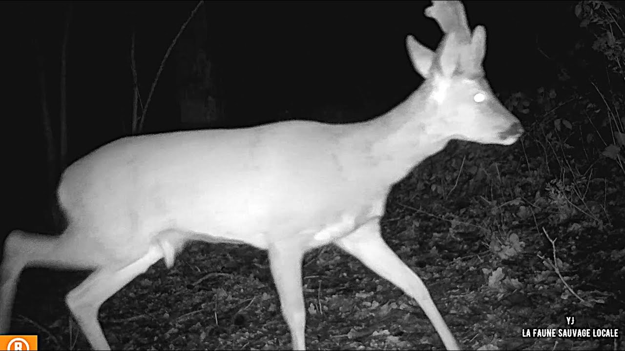 Chevreuils - Renards - Sangliers et un blaireau