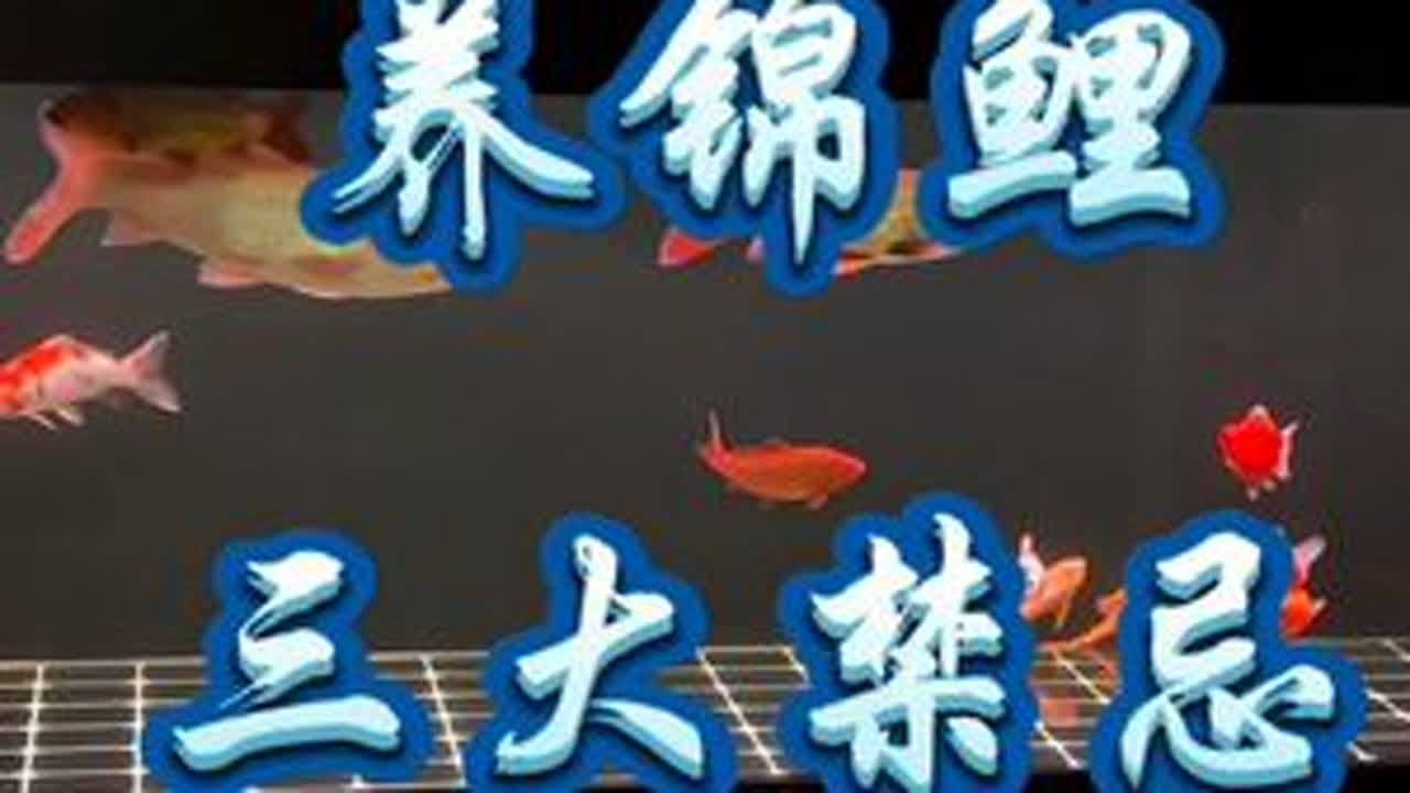 养锦鲤的三大禁忌