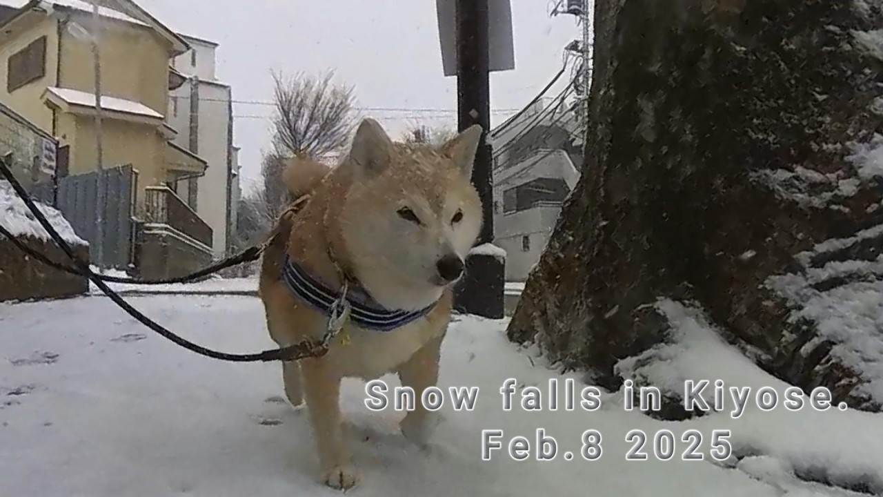 雪の中の散歩
