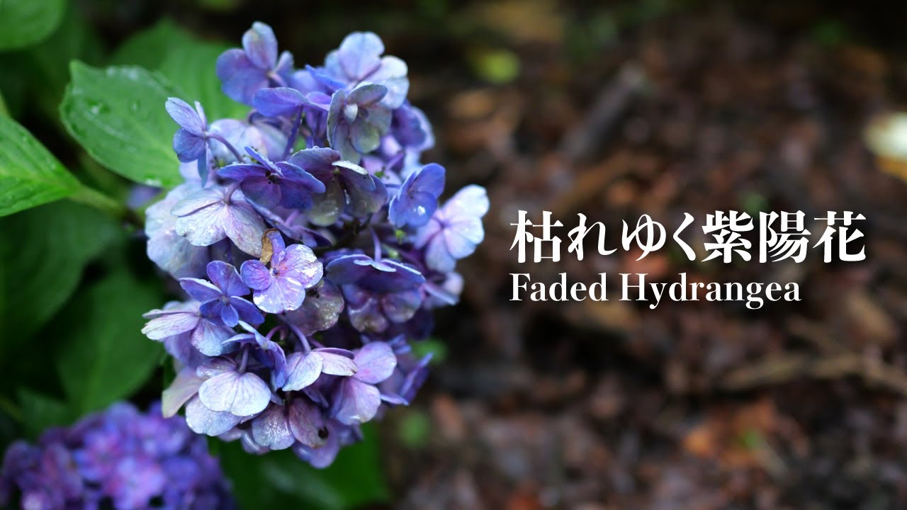 八月 札幌【枯れゆく紫陽花】4K | August Sapporo【Faded Hydrangea】