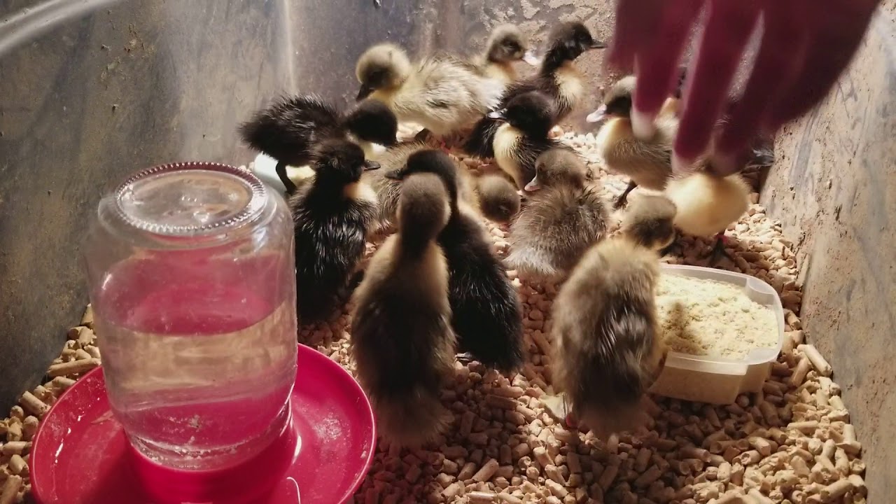 Ducks Shipped Cross Country - The Unboxing