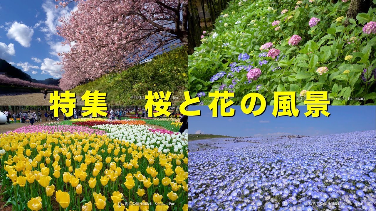 2017 美しい桜と花の風景(4K) Beautiful Cherry Blossoms & Flowers(UHD)