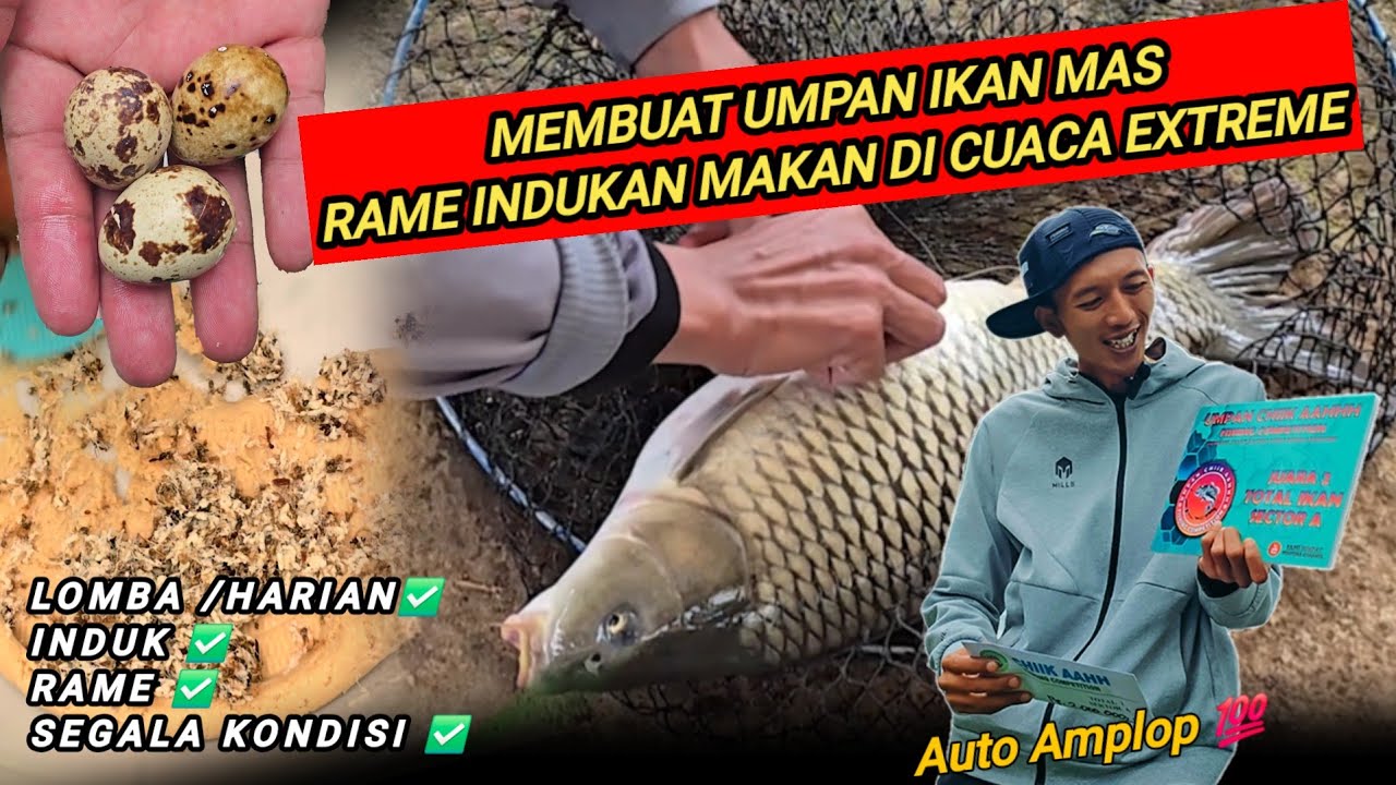 SIMPLE & PRAKTIS‼️UMPAN SEDERHANA ikan mas Andalan di segala kondisi