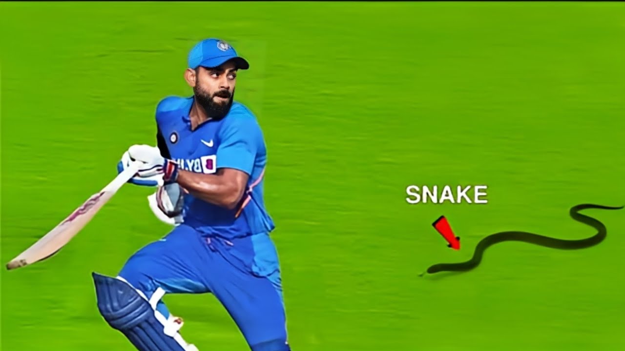 जब खतरनाक जानवर घुस आये Cricket Ground मे | Top 10 Animal Attack in Cricket Ground | Risen Sports
