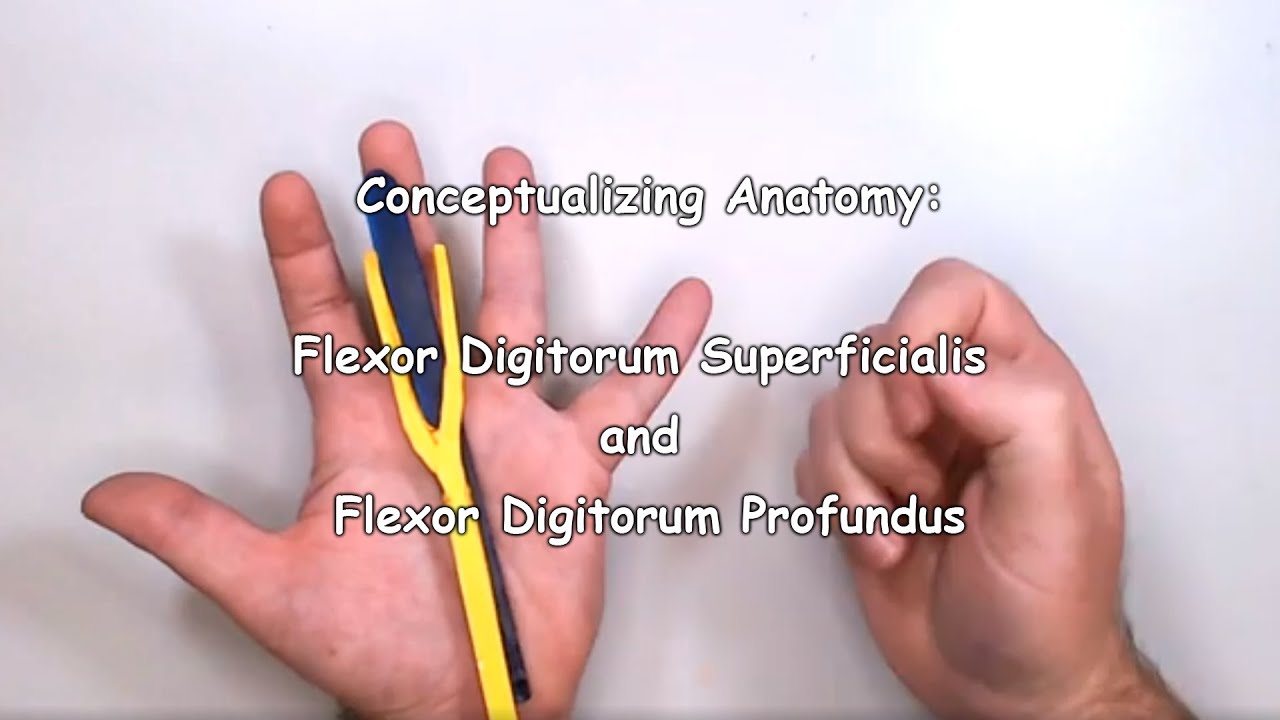Conceptualizing Anatomy: Flexor Digitorum Superficialis and Flexor Digitorum Profundus