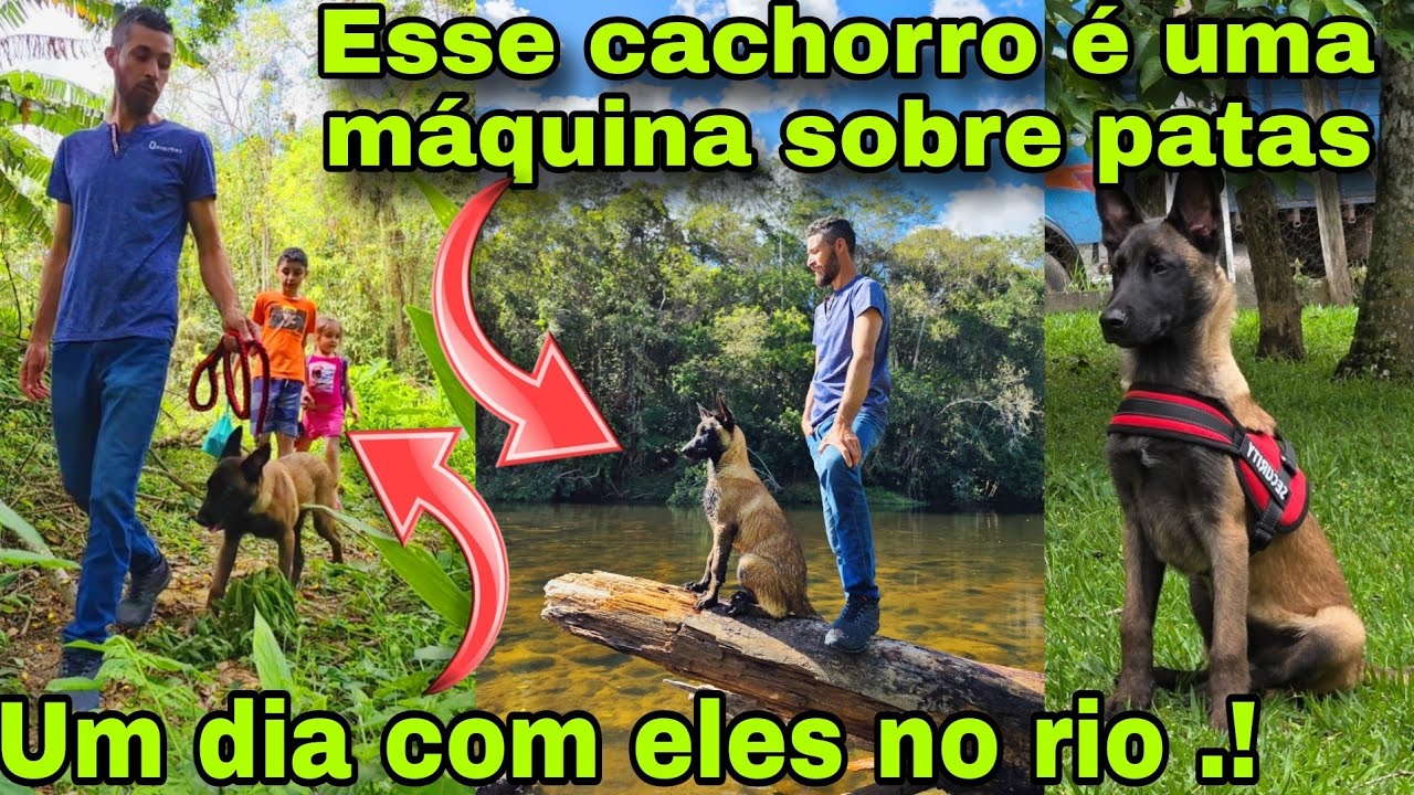 ERA UM SONHO ADQUIRIR ESSA RA&Ccedil;A.! PASTOR BELGA DE MALINOIS 