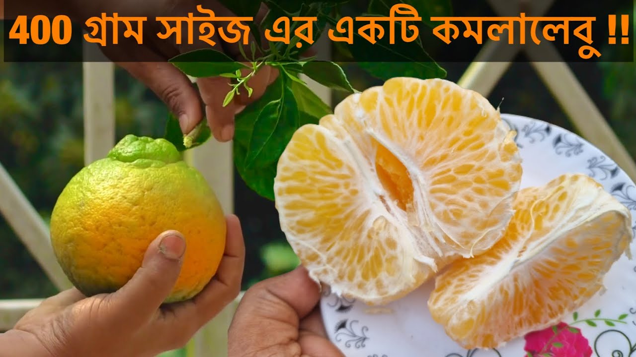 400 গ্রাম সাইজ এর একটি ডেকোপন কমলালেবু l sweet seedless dekopon sumo orange