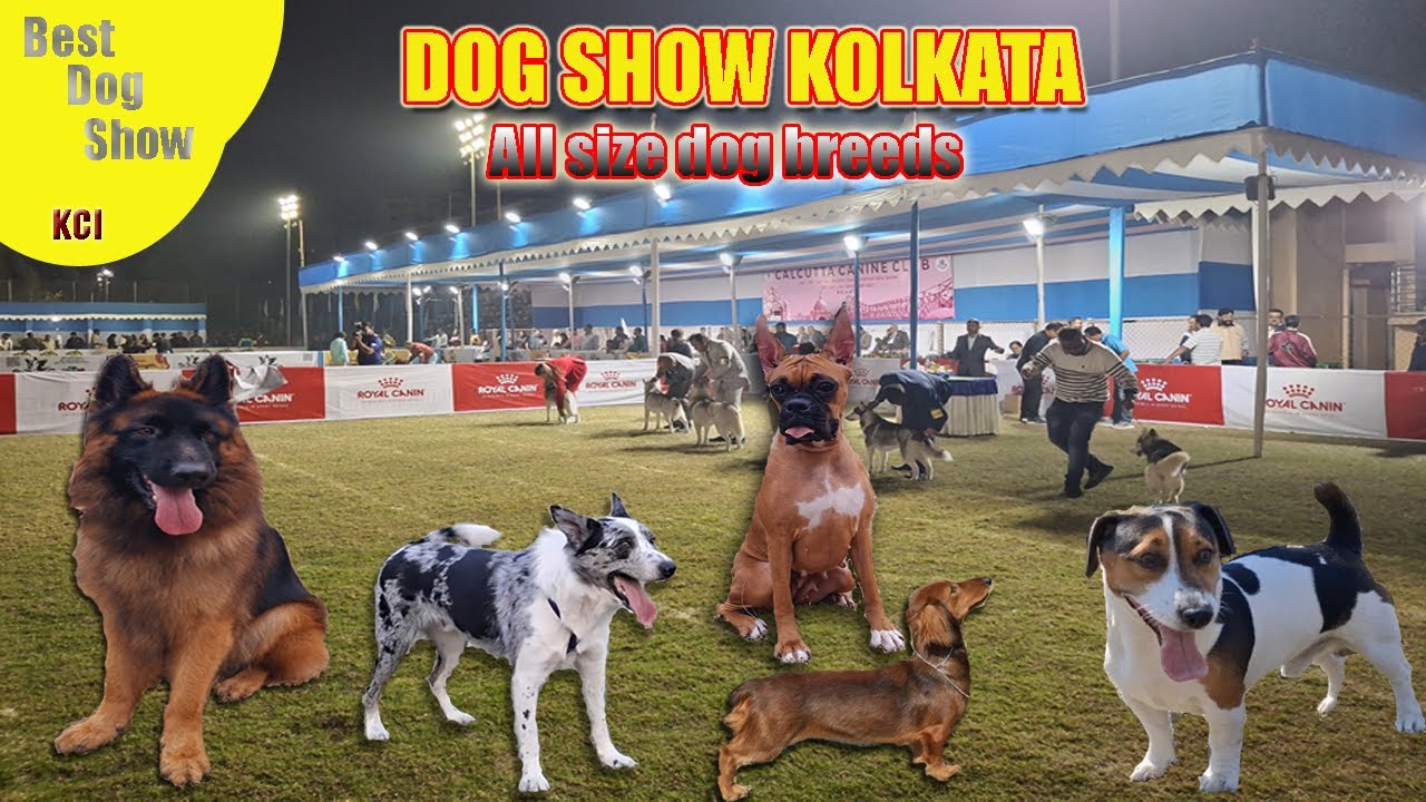Kolkata Dog show| Dog About | Dog Size & Category