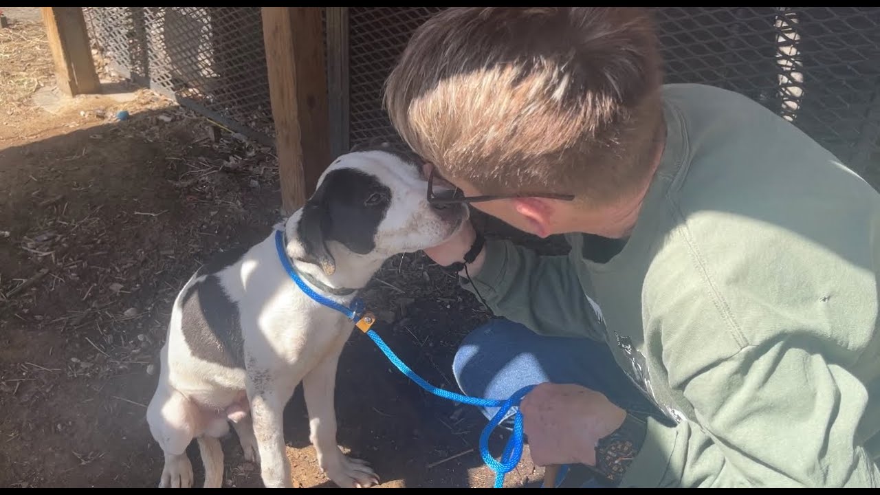 A big day for a scared little puppy - Stray Rescue of St.Louis