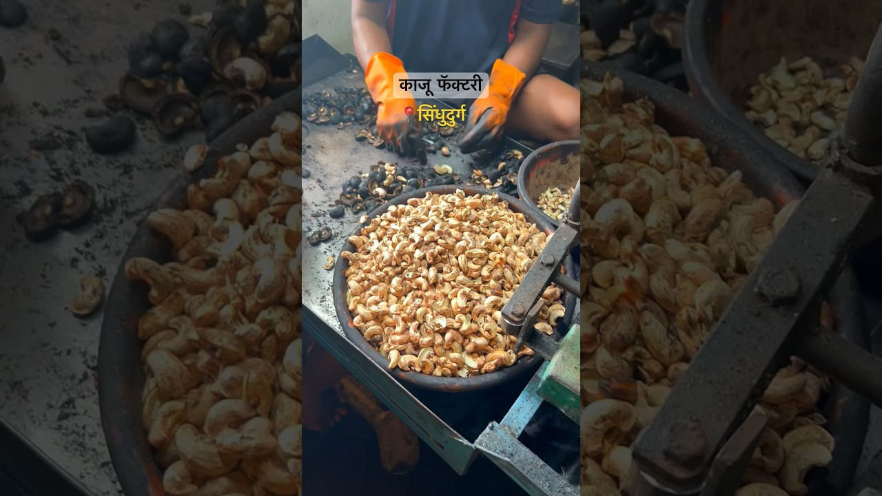 Cashew Nuts (Kaju) Factory 😱🤩 in Sindhudurg #youtubeshorts #shorts #konkan #viral #instagram