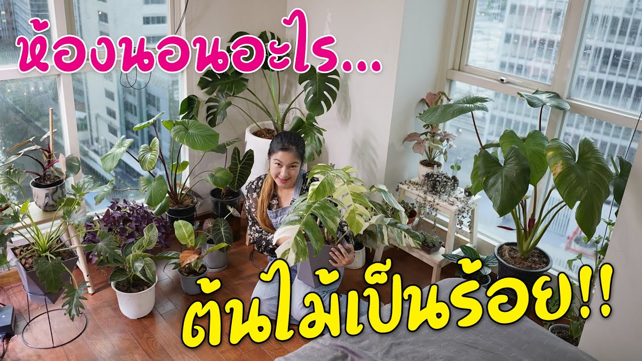 รีวิวต้นไม้ในห้องนอนคอนโด เลี้้ยงยังไงให้รอด I ชวนมาช้อป I Indoor Plants