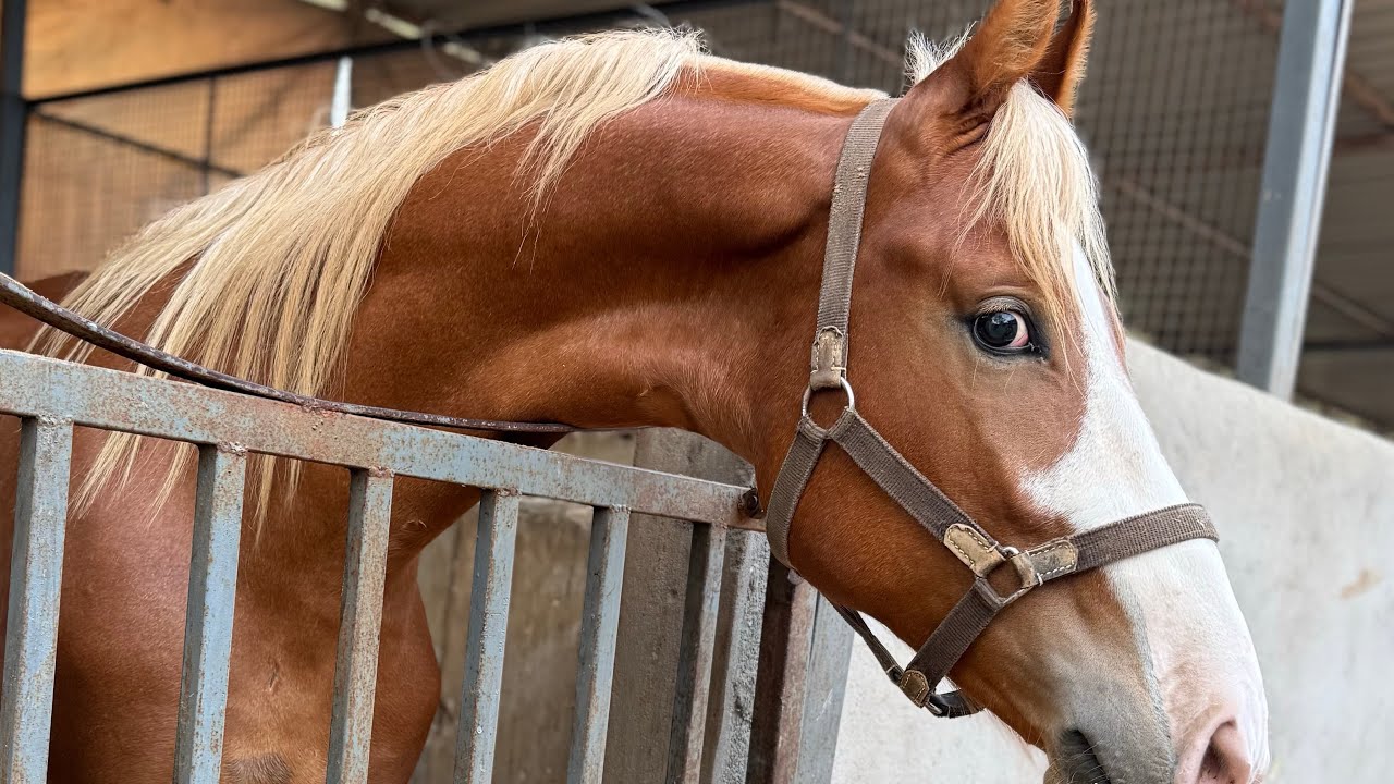 A vlog Of Royal Horses Marwari Horses 