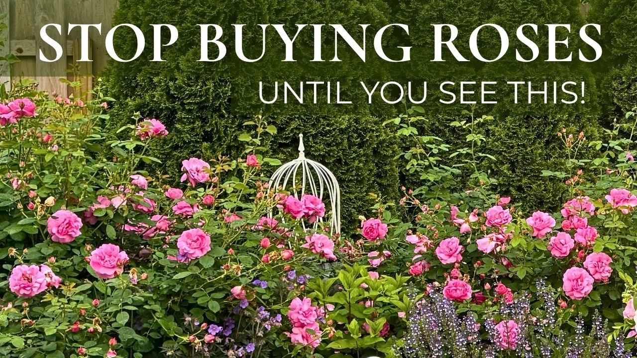 Buy the Best Roses for Your Home and Garden! (They May Not Be the Same!)