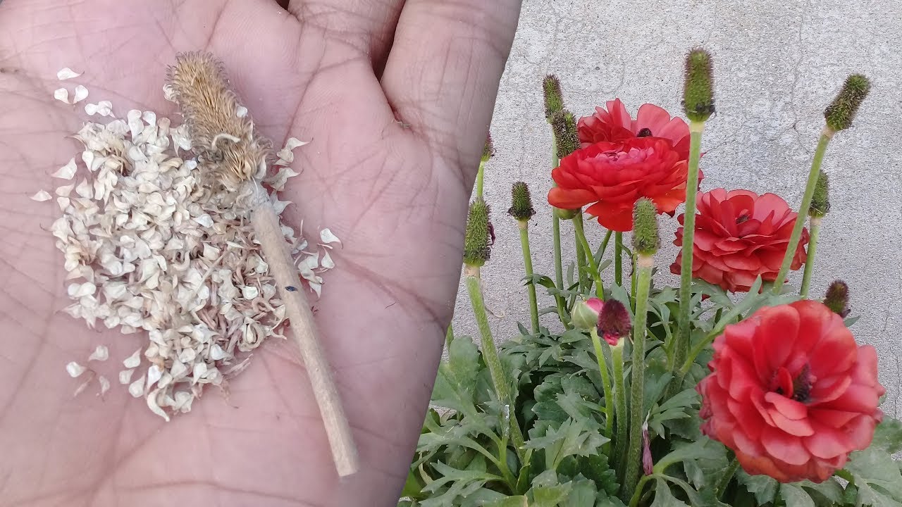 How to collect ranunculus seeds | Persian buttercup | Ranunculus asiaticus