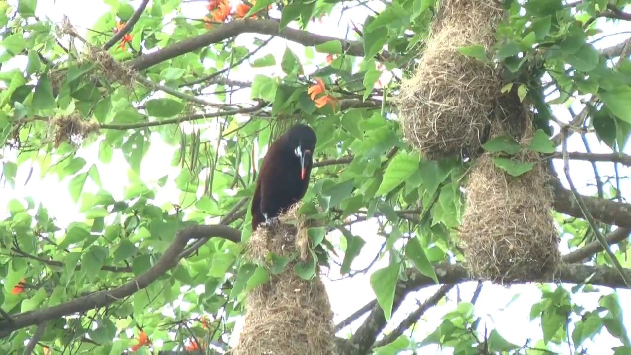 Oropendolas nesting in San José, Costa Rica