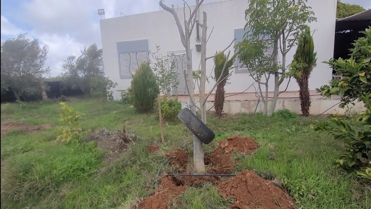 طريقة نقل الأشجار الكبيرة والموعد المثالي لنقلها بأمان.