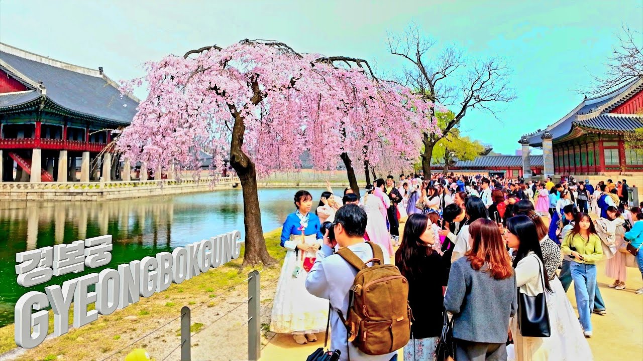 🌸 Дворец Кёнбокгунг~ Ханбок Черный Блоссом достопримечательности