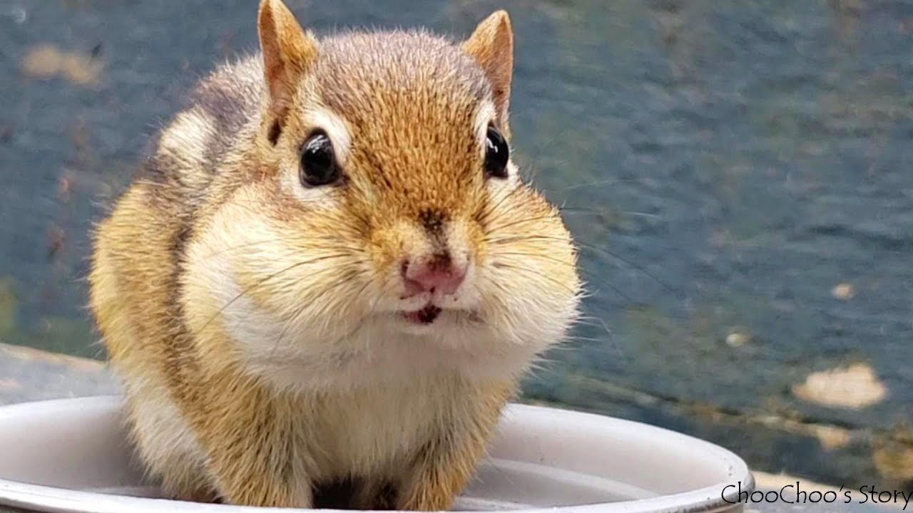 물 핥아먹는 아기다람쥐 누리 Baby Chipmunk Nuri Sipping Water