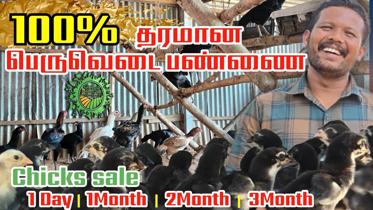 ஒரிஜினல் பெருவிடை கோழிகள் வளர்ப்பு மற்றும் குஞ்சுகள் விற்பனை |பசுமை நண்பன் 