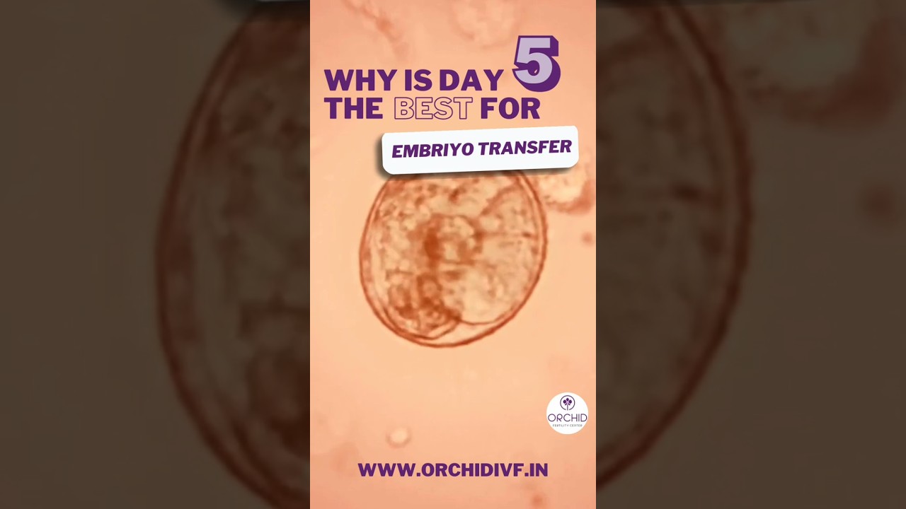 Why is day 5 the best day for Embryo Transfer #IVFSuccess #FertilityJourney #HopeInFertility