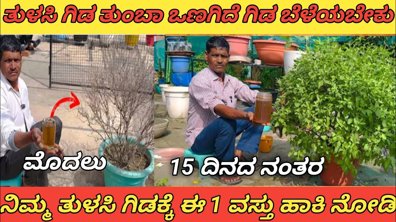ತುಳಸಿ ಗಿಡ ಸಮೃದ್ಧಿಯಾಗಿದ್ದರೆ ಮನೆ ಸಮೃದ್ಧಿ ಆಗುತ್ತೆ| ತುಳಸಿ ಗಿಡ ಚೆನ್ನಾಗಿ ಬೆಳೆಯಲು ಇದನ್ನು ಮಾಡಿ ನೋಡಿ