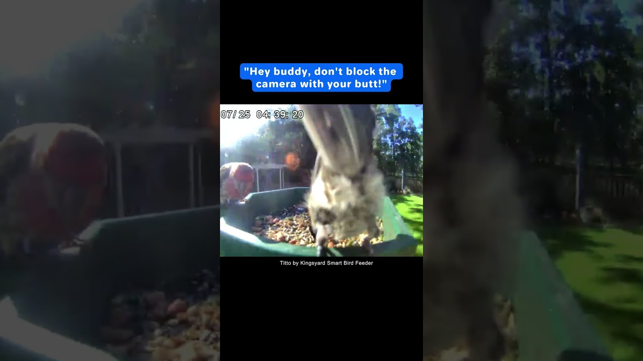 Hey buddy, don't block the camera with your cute butt! #Titto #smartbirdfeeder #birds