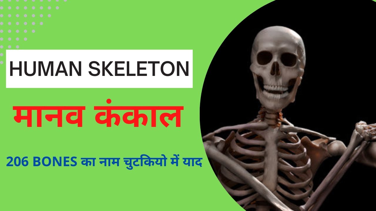 Human Skeleton | Bones | Skeleton System | 206 Bones | Endoskeleton | Exoskeleton | Cartilage
