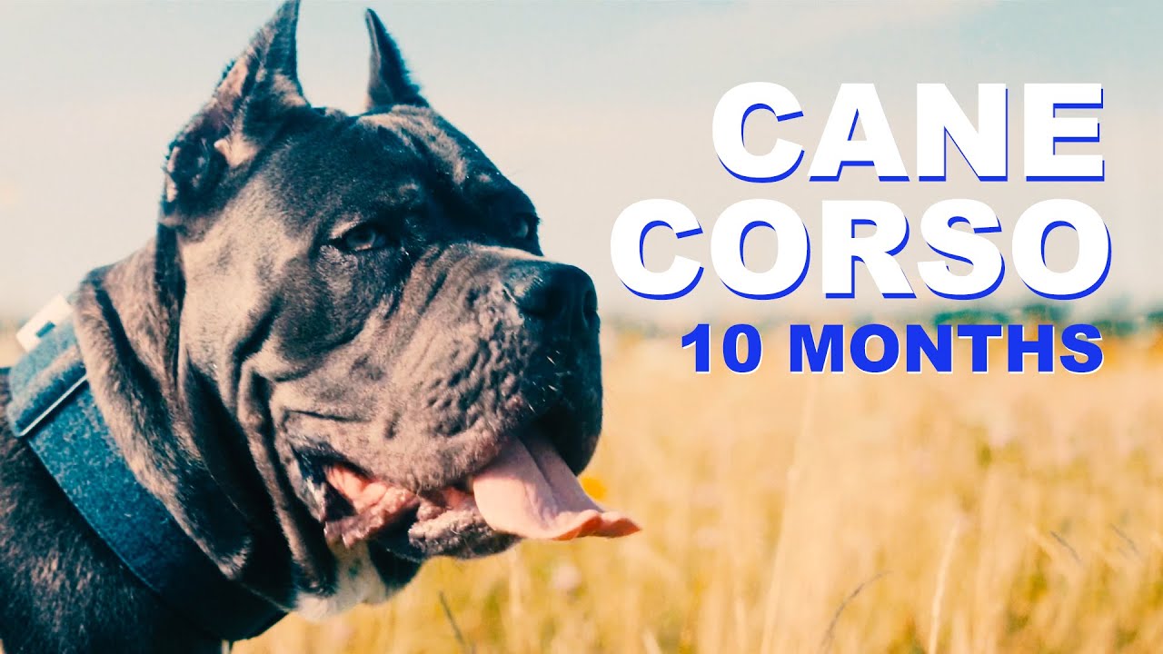 Cane Corso | Blu | 10 months