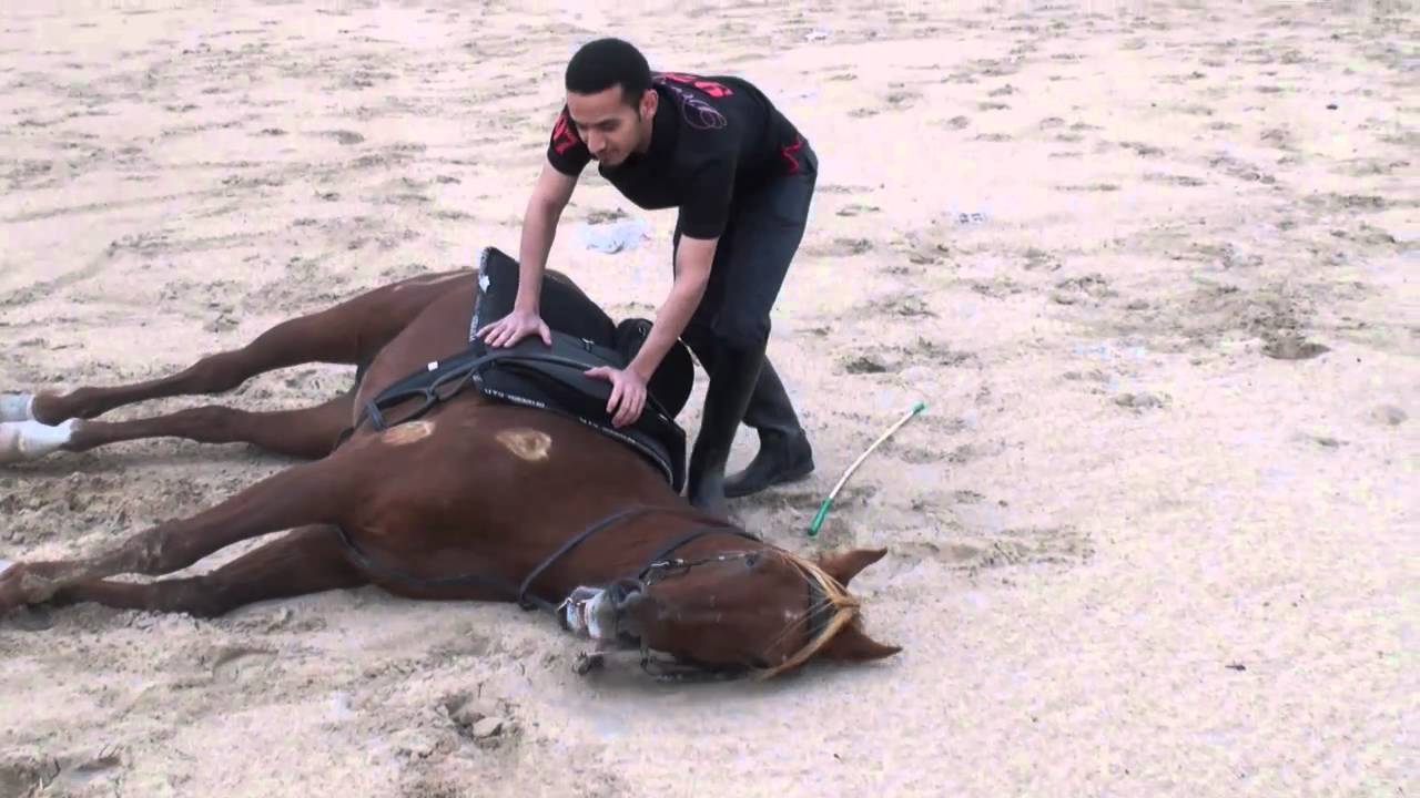 الخيل العربي - مالك الهزاع- طلعة الخيل الجديده - 10-3-2011