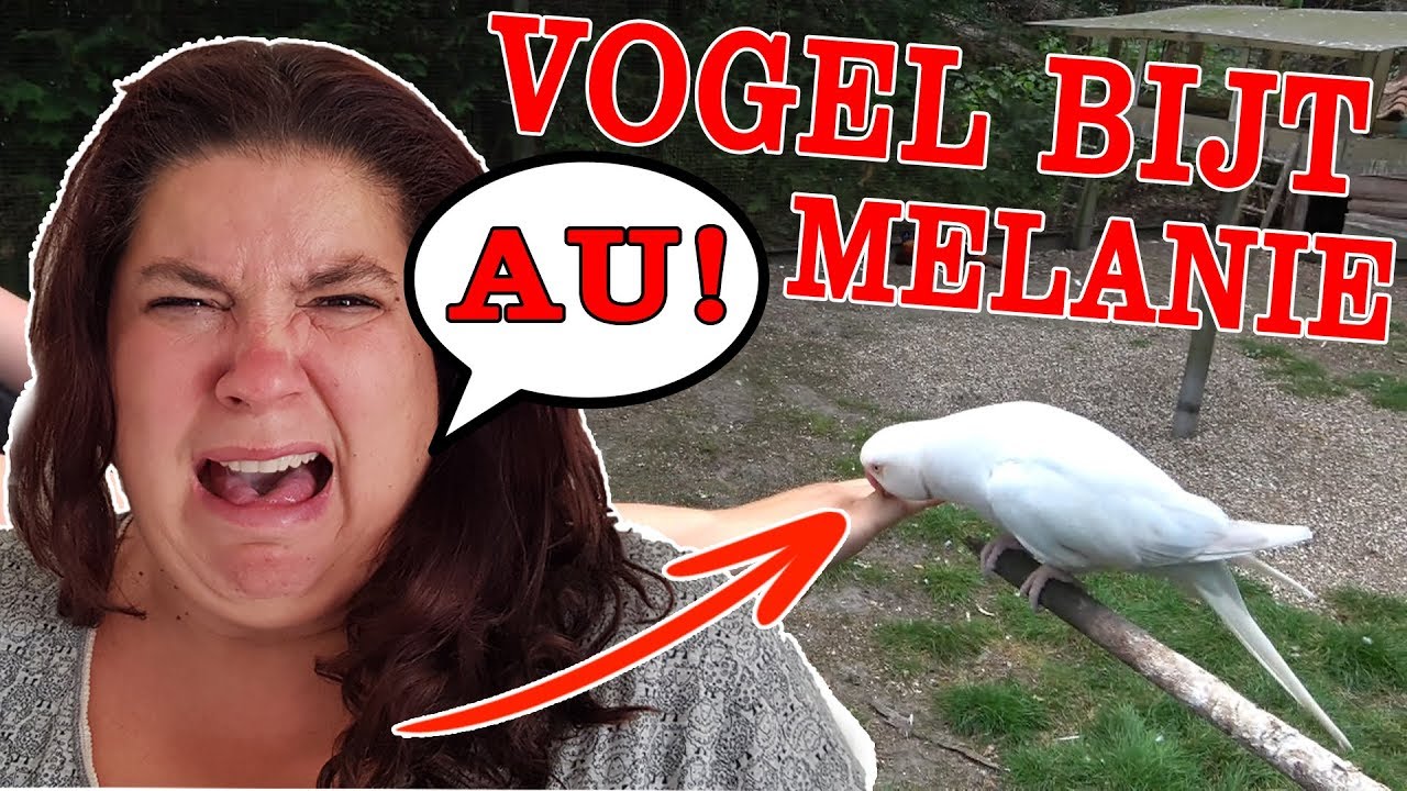 IN VELDHOVENDSE ZOO MAG JE DIEREN ZELF VOEREN!!! KOETLIFE VLOG
