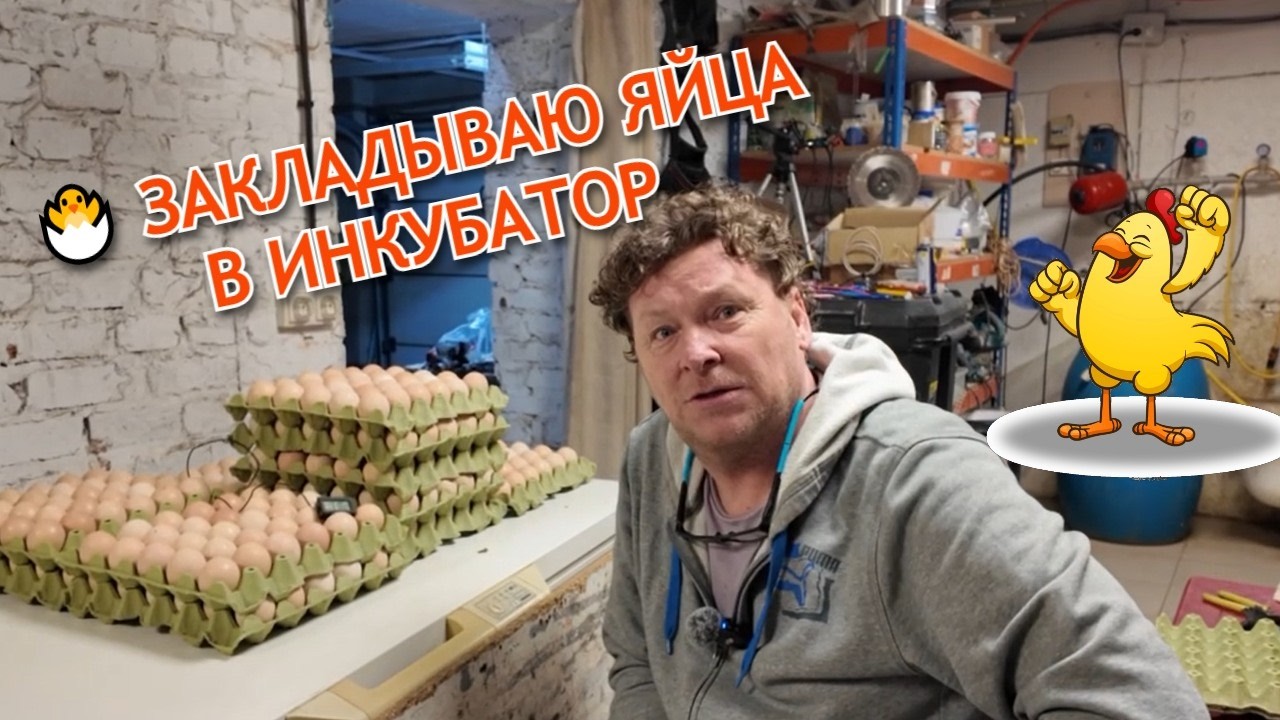 Городские куры 🐣 Первый запуск! Распаковка яиц и закладка в инкубатор.
