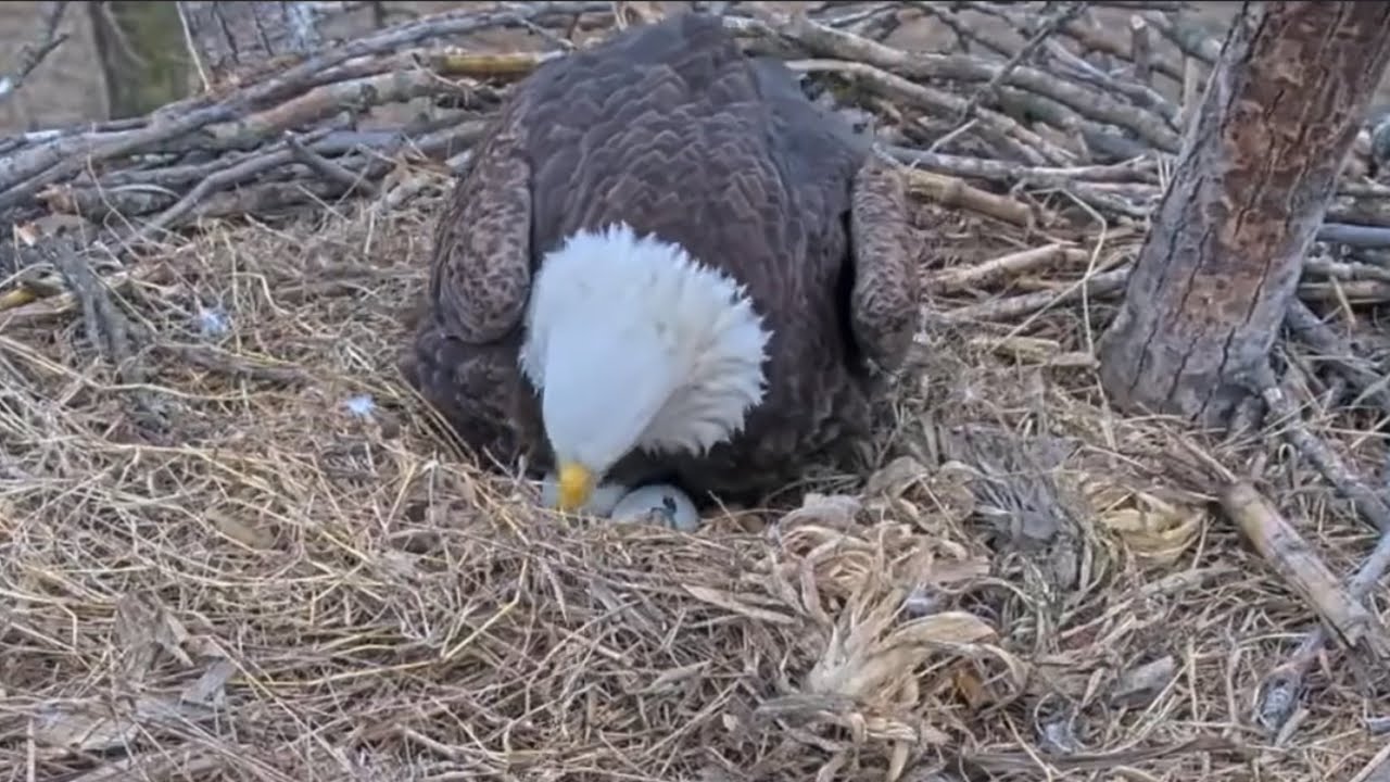 Kansas Eagles 3-5-26.  Ellie & Harvey have a HATCH IN PROGRESS!  + Fish Delivery!