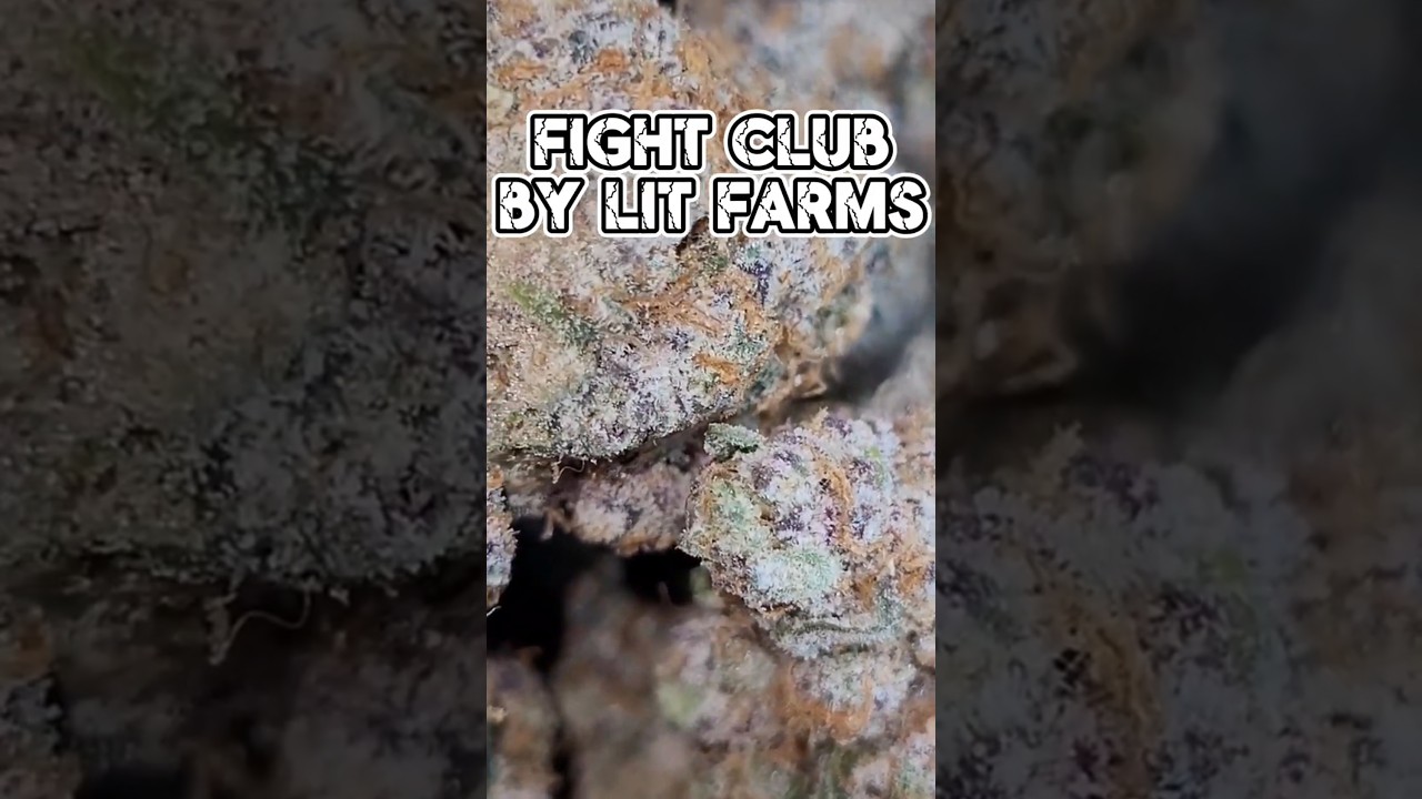Fight Club - LIT Farms - Supreme THCa Flower Review & Macros - Strongest Pack So Far! #gas #420 #LIT