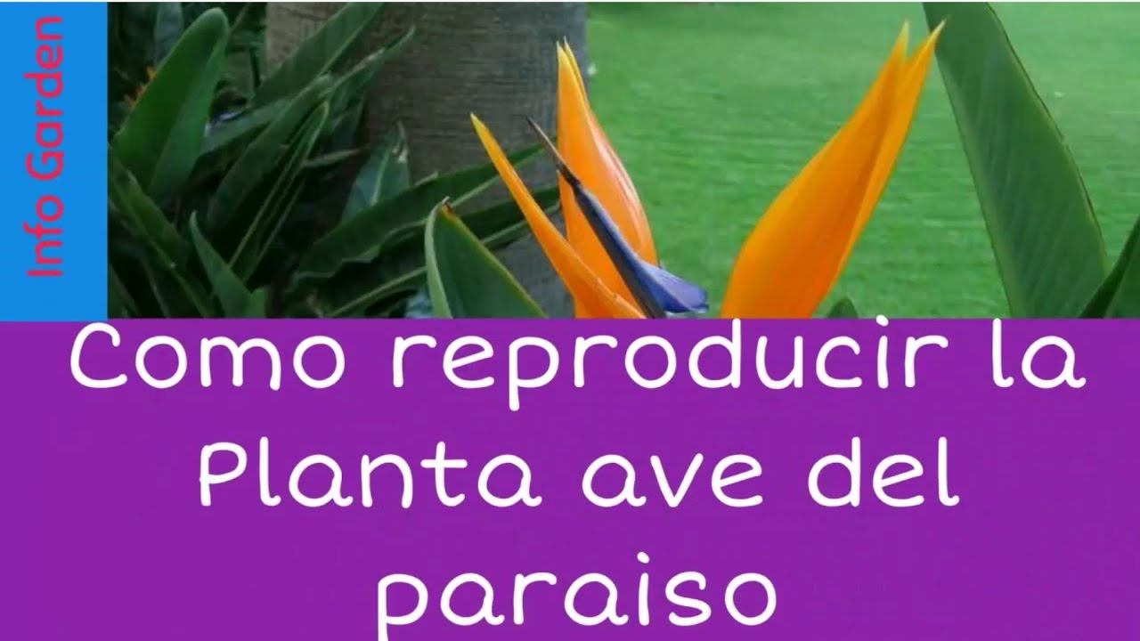 Como reproducir la planta ave del paraíso (Strelitzia reginae)