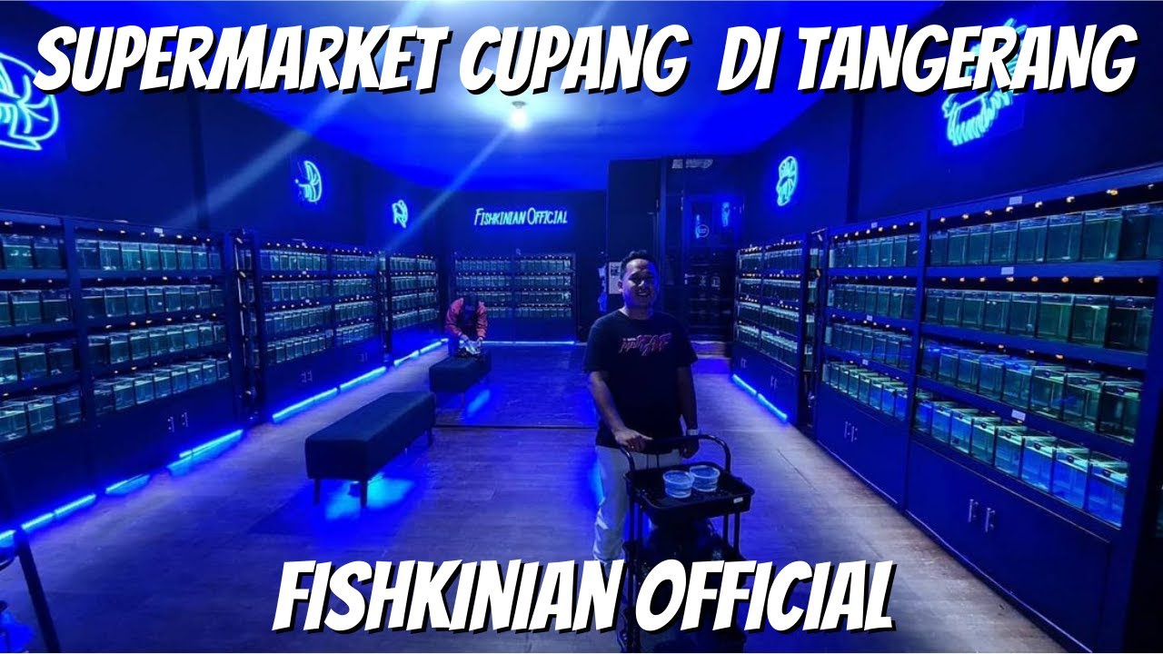 SUPERMARKET IKAN CUPANG DI TANGERANG !!!! FISHKINIAN STORE !!!!