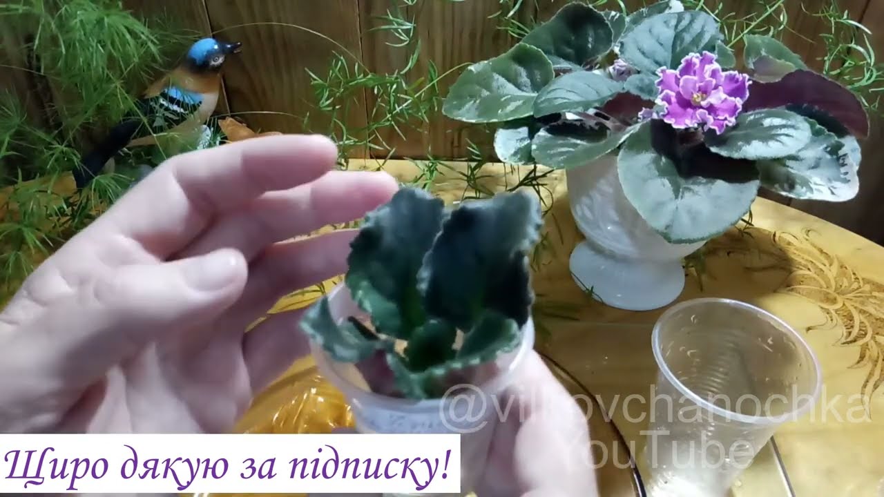 #Омолодження# Фіалки.#Знімаємо# Голову#у Сенполії#омолодженняфіалок#вирощуваннясенполій#