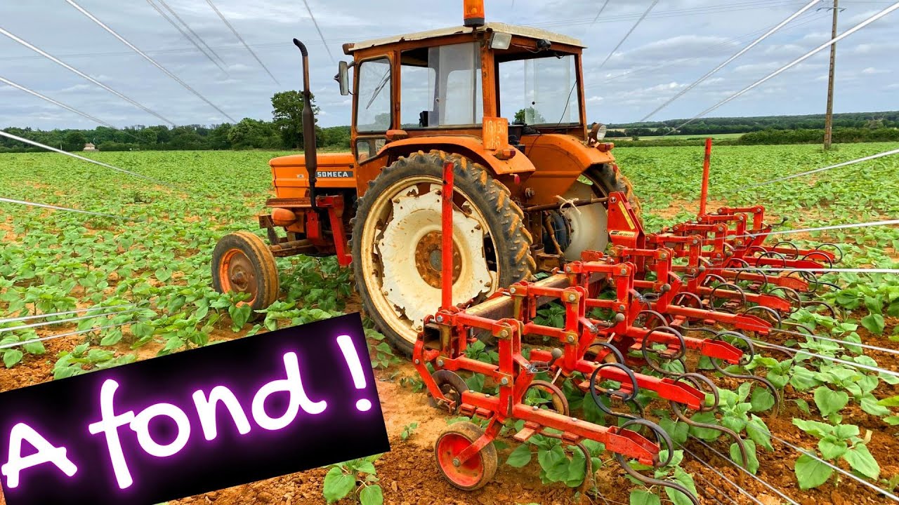 BINAGE des TOURNESOLS - 2024