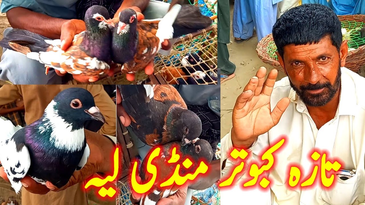 Latest Pigeon Market Layyah | Kabootar Mandi Layyah | @lkbpigeons