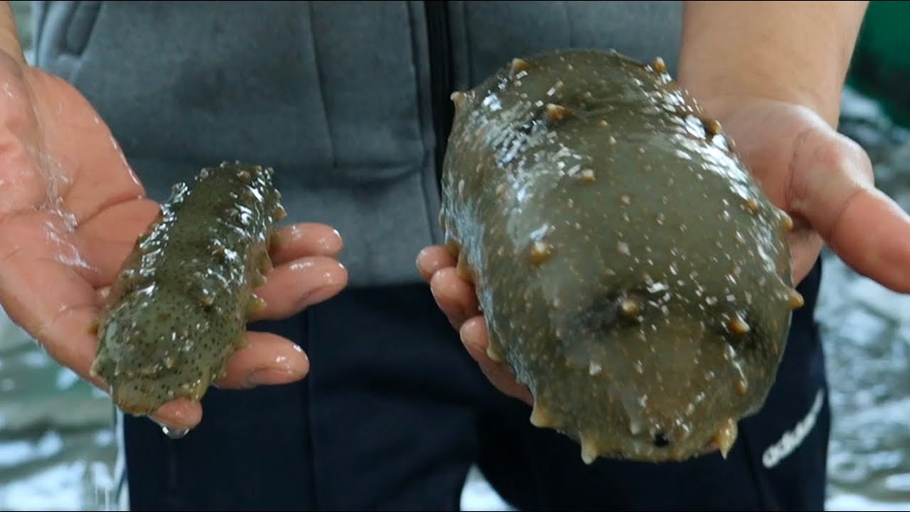 1kg 초대형 해삼 손질하기 dress a giant sea cucumber
