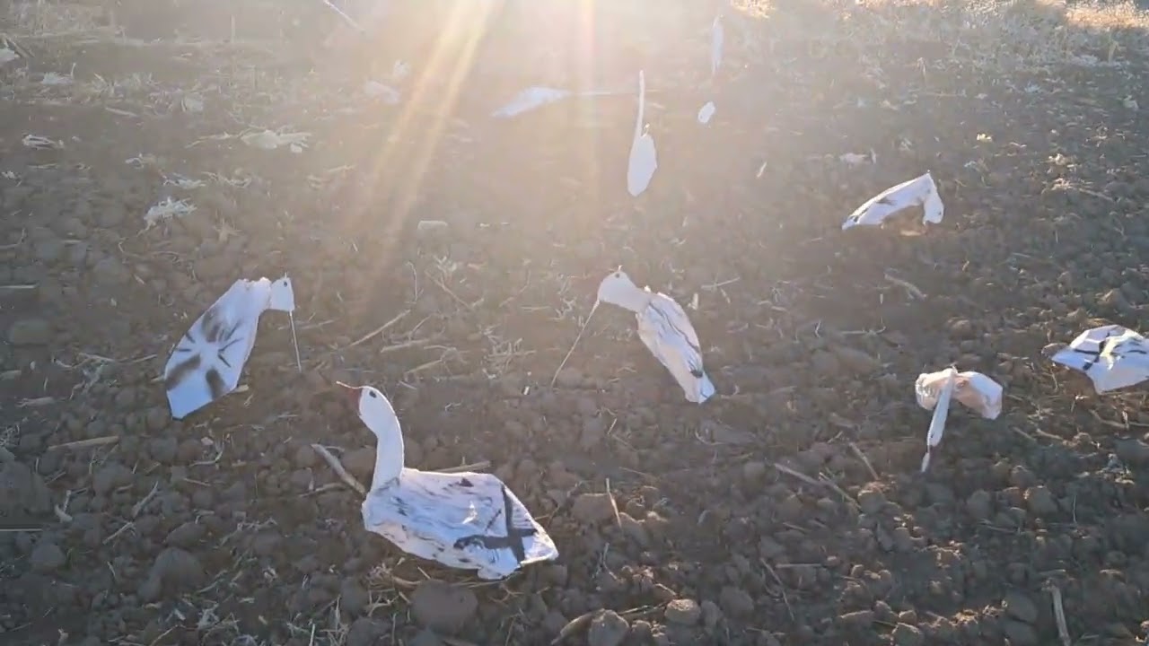 Short snowgoose hunt.