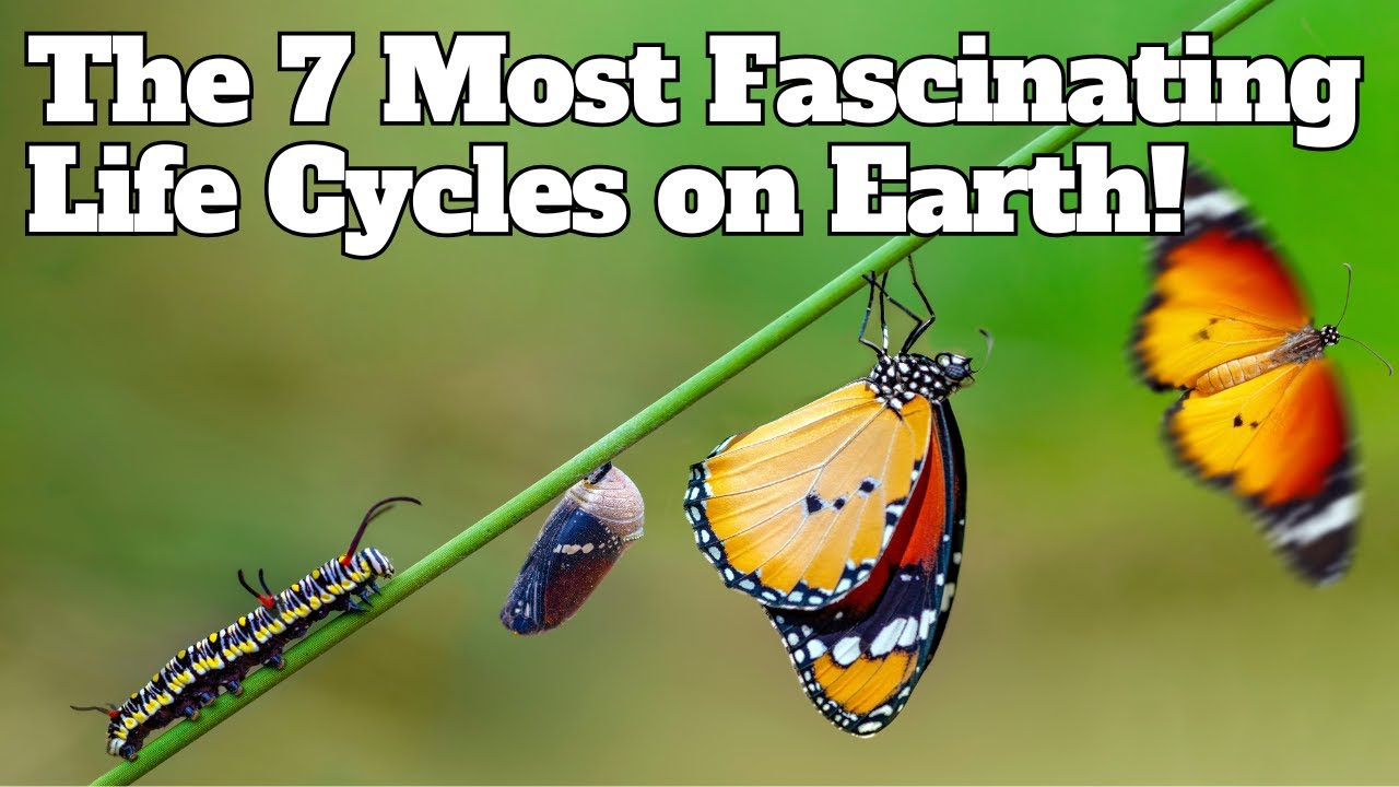7 Animals with the Most Fascinating Life Cycles