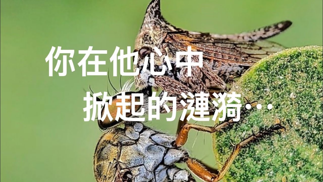 塔甜田大眾占卜🔮你在他心中掀起的漣漪⋯