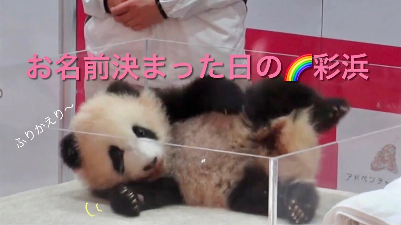 【ベビ浜から🌈彩浜になった日可愛い所だけふりかえり】🐼べび浜のお名前考えようかなSaihin, four months, the naming ceremony