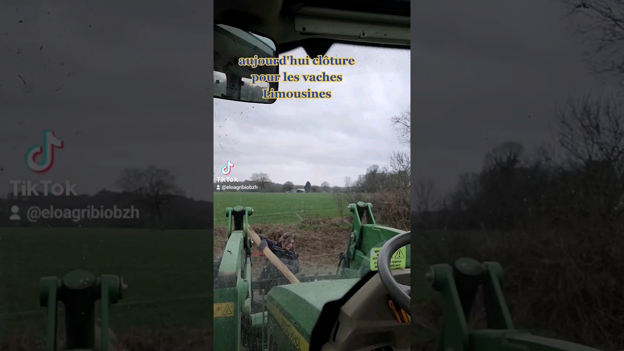 Aujourd'hui clôture pour les vaches Limousines
