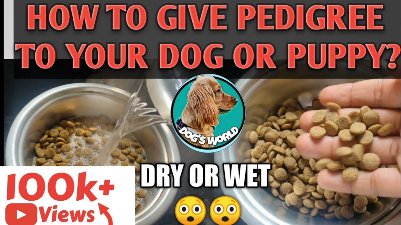 How to give Pedigree to your puppy|| The right way to feed your puppy and dog...(in HINDI).